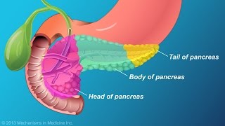 The Role and Anatomy of the Pancreas [upl. by Notsahc807]