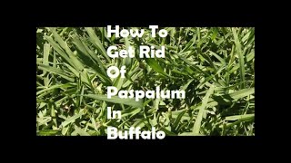 How To Get Rid Of Paspalum From Your Buffalo Lawn St Augustine Grass  Best Lawn Care Service [upl. by Ludwig270]