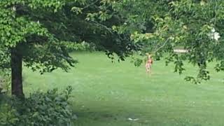 Beautiful Nature 😍 1 Deer at Erindale Park June 24 [upl. by Windy658]