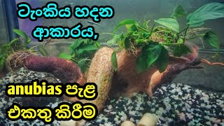 CHEAP Nano Planted Tank Setup  Setting up amp Planting Anubias plants  A Simple AQUASCAPE [upl. by Nyahs255]