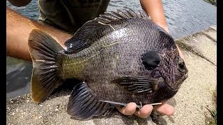 Fishing for the BIGGEST BLUEGILL EVER [upl. by Wadlinger]