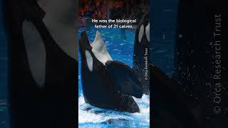 This is Tilikum’s story orca seaworld orcas [upl. by Bilat]