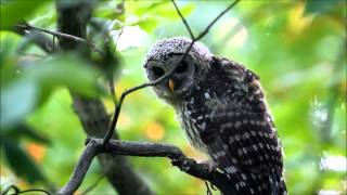 Barred Owl Juv crying for Adult [upl. by Matuag]