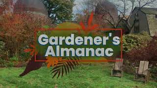 Gardeners Almanac Bulb Planting during a Dry Fall Season [upl. by Maite]