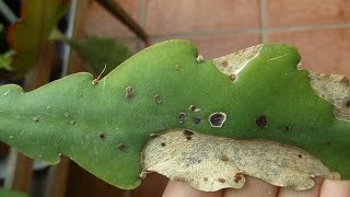 Epiphyllum Plant virus and what it looks like [upl. by Fulvi]