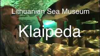 Lithuanian Sea Museum  Dolphinarium  Klaipeda Lithuania [upl. by Yrojram133]