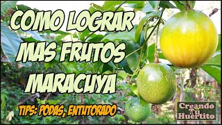 Cómo hacer que mi maracuyá de más frutos [upl. by Ennahtebazile]