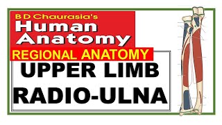 Chp2  RADIOULNA  Upper Limb Bones  RADIUS  ULNA  BD Chaurasia Anatomy  Dr Asif Lectures [upl. by Babby840]