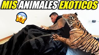 DESPIERTO AL LOBO CON ANIMALES EXOTICOS EN SU CAMA 😱 [upl. by Amsirhc840]