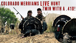 Turkey Hunting 2024  Epic LIVE Colorado Merriams Hunt with a 410 [upl. by Hcirteid]