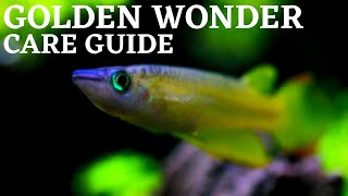 Golden Wonder Killifish Care and Breeding Guide  How To Keep and Breed Striped Panchax [upl. by Violetta]