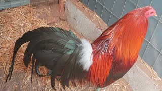 Un Gallo Hatch con Maclean The best Roosters Mclean  Hacht BrownRed [upl. by Amiel]