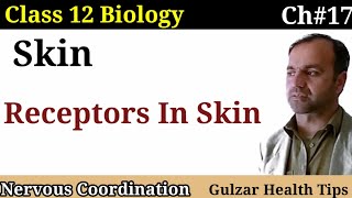 Skin  Receptors types  receptors in skin  Touch and pain receptors in skin  class 12 Biology [upl. by Eigram]