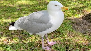 Herring gulls of St Stephens Green Dublin [upl. by Efinnej634]