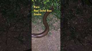 Rare Red Sand Boa Snake shorts [upl. by Lydia]