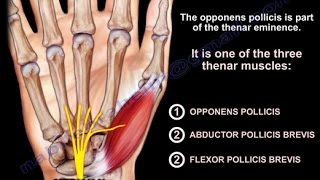 Anatomy Of The Opponens Pollicis  Everything You Need To Know  Dr Nabil Ebraheim [upl. by Benioff]