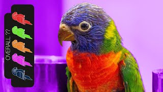 Rainbow Lorikeet The Best Pet Parrot [upl. by Didier]