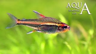 Aquascaping Lab  Hemigrammus Erythrozonus Glowlight Tetra fish description fact info [upl. by Hosea356]