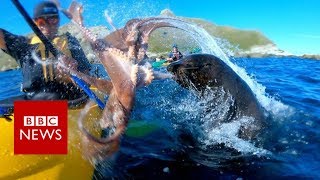 Seal slaps man with octopus  BBC News [upl. by Gillett296]