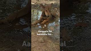 Aanewala Pal Jaanewala Hai kishorekumaraanewalapaloldisgoldsong [upl. by Fischer]