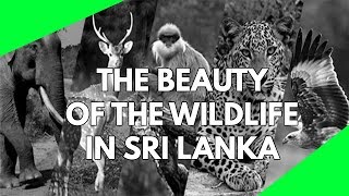 Wildlife Documentary Explore the wildlife of Sri Lanka Beautiful video of the nature and wildlife [upl. by Bez140]