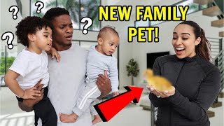 I SURPRISED My Family With A NEW Family Pet They Had No Idea [upl. by Orrocos]