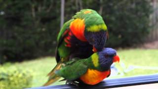 Two Wild Rainbow Lorikeets having sexmating with each other [upl. by Notwal]