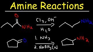 Amine Synthesis Reactions [upl. by Leinoto]