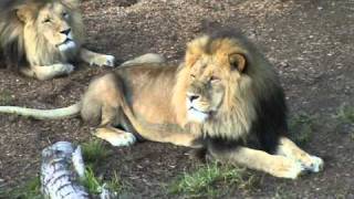 BEAUTIFUL ROARING LIONS AT MELBOURNE ZOO [upl. by Ahsatniuq]