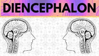 Diencephalon Explained  Epithalamus Thalamus Subthalamus and Hypothalamus [upl. by Yhtac]