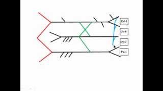 Draw the Brachial Plexus in 376 seconds or Better [upl. by Iruyas]