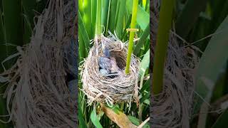 The baby cuckoo threw the egg from the nest cuckoo nature [upl. by Olyhs]