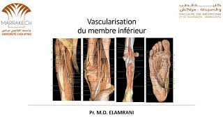 ANATOMIE FMPM VASCULARISATION DU MEMBRE INFÉRIEUR [upl. by Acirt]