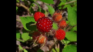 Identify Invasive Shrubs  Wineberry [upl. by Rashidi]