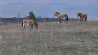 Three critically endangered Asian Wild Horse foals born at The Calgary Zoo Ranch [upl. by Nnoved]