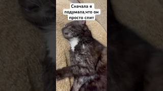 Ох и котейка shorts макеевка донецк кот котики [upl. by Torrell]