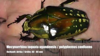 Mecynorrhina torquata ugandensis  polyphemus confluens  Larvenfütterung [upl. by Casaleggio]