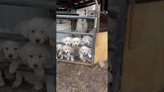 Great Pyrenees Puppies 8 Weeks [upl. by Leisam]