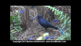 Satin Bower Bird  Training Potential [upl. by Yneffit]