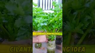 Cilantro Growing Idea in your Kitchen Room প্লাস্টিকের বোতলে ধনিয়া পাতা বৃদ্ধি shots cilantro [upl. by Ednalrym]