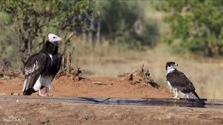 White headed vulture and African hawk eagle at a waterhole [upl. by Kovacev]