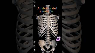 Anatomía del Esternón [upl. by Townie]