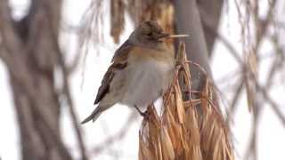 Brambling  Юрок  Fringilla montifringilla [upl. by Leodora948]