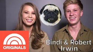 Bindi And Robert Irwins Family Pug Is ‘One Of The Sweetest Animals’ They Know  My Pet Tale  TODAY [upl. by Nimad]