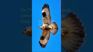 The Diet Of The Rough Legged Buzzard birds avian nature [upl. by Nnyliak]