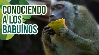 La recuperación de los primates en Oasis Park Fuerteventura [upl. by Eceirahs]