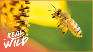 The Secret Success Behind Honey Bees  Real Wild [upl. by Kyd]