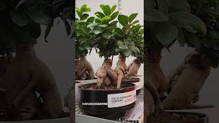 Ficus Microcarpa Ginseng Plants at IKEA [upl. by Ydnirb]