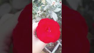 Red flower plant  short [upl. by Salman]