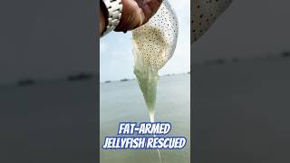 Standard FatArmed Jellyfish Rescued shorts jellyfish fishing [upl. by Edwina914]